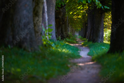 country road trought tree  alley in