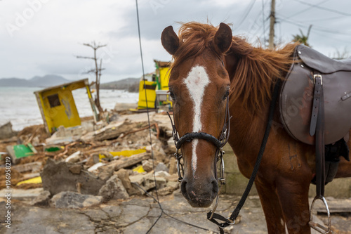 Canvas Print Paso Fino Horse on devastated beach the morning after Hurricane Maria