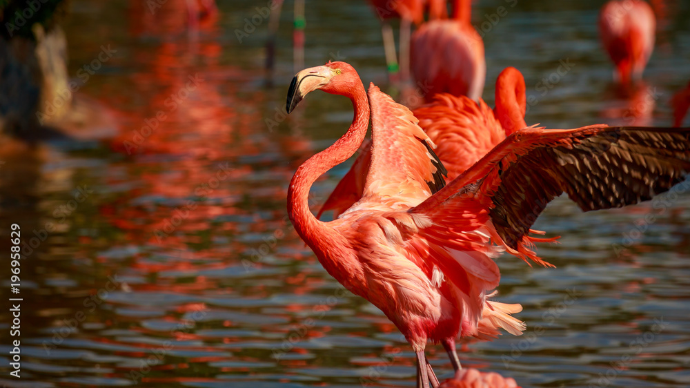 Obraz premium Flamboyance of Flamingos