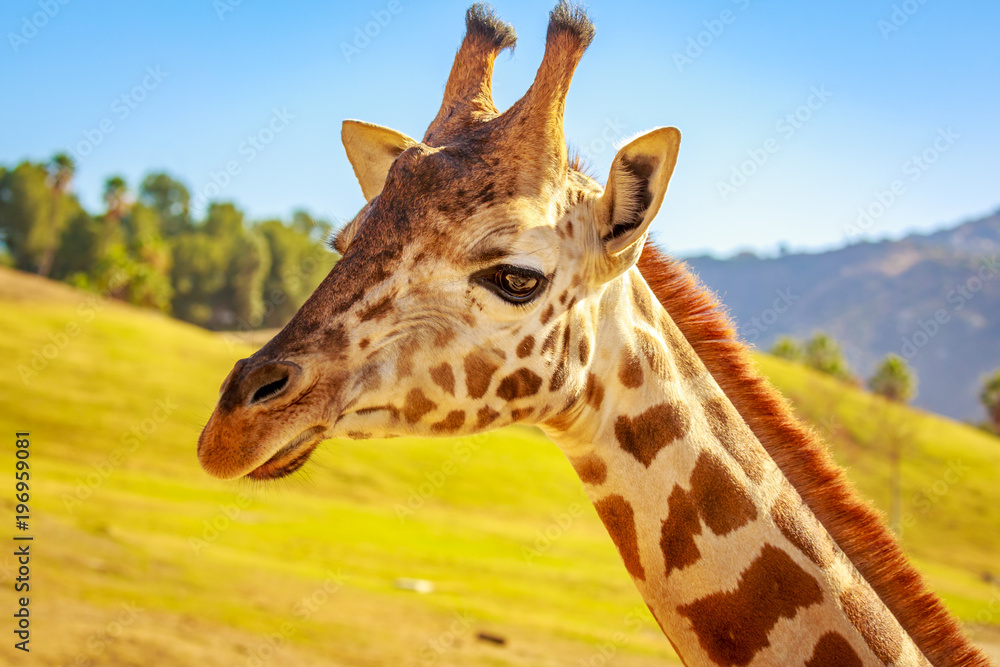 Naklejka premium Giraffe Head Portrait