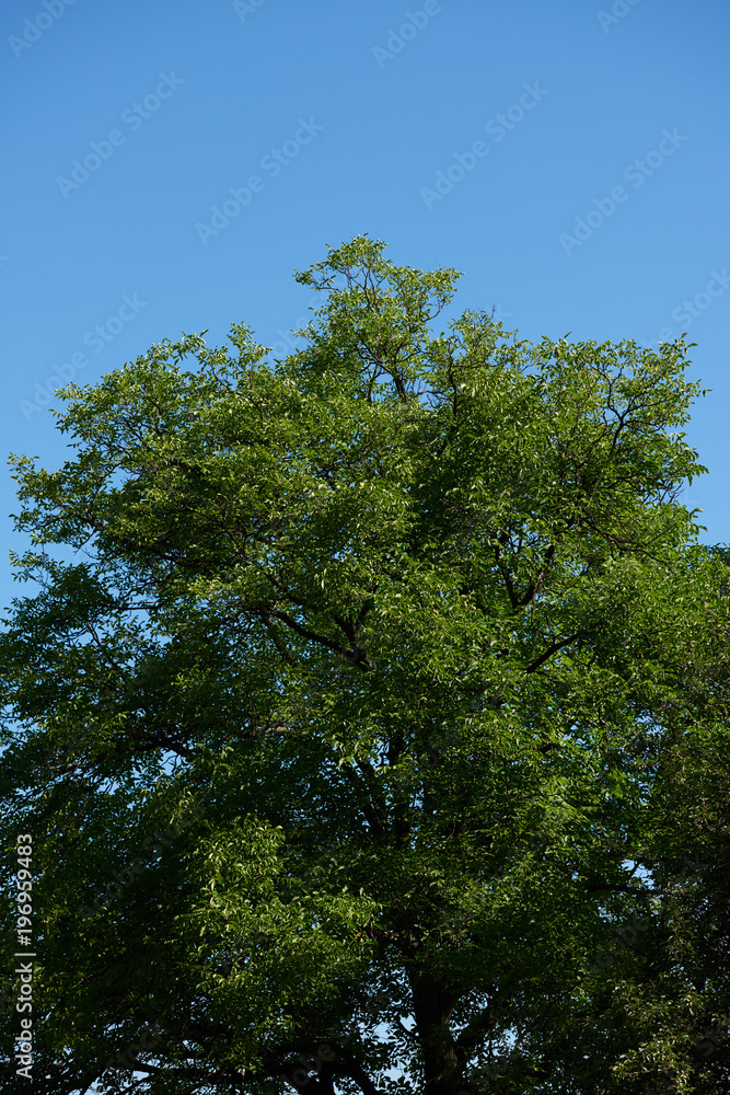 tree branches