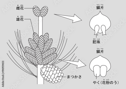 裸子植物　松　図