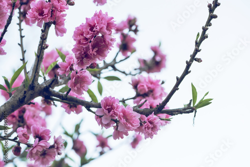 background nature flower sakura . Prunus cerasoides background White