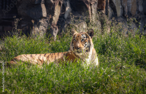 Majestic Royal Bengal Tiger - An endangered species in the wild cat family