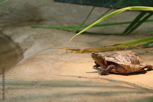 Western Painted Turtle resting AND BASKING ON A PLATFORM IN CAPTIVITY photo