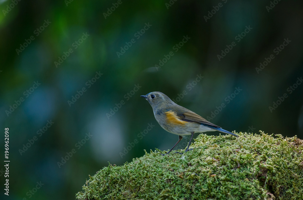 Fototapeta premium Himalayan Bluetail (Tarsiger rufilatus) Female
