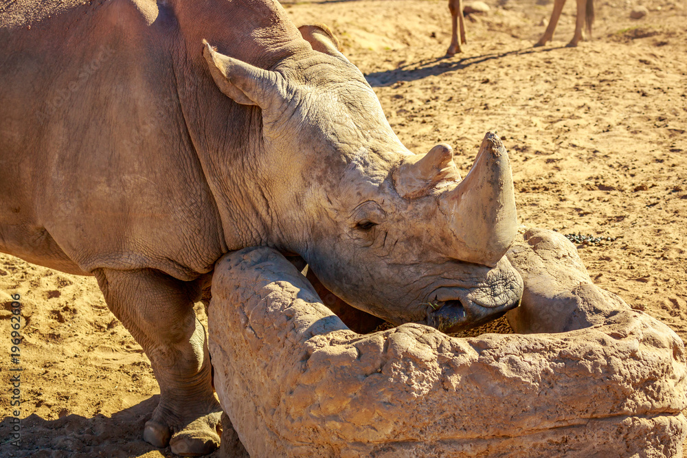 Fototapeta premium White Rhinoceros