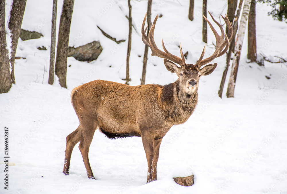 Male Deer  in the Winter Woodland Covered of Snow, Woundering Which Way to Go.