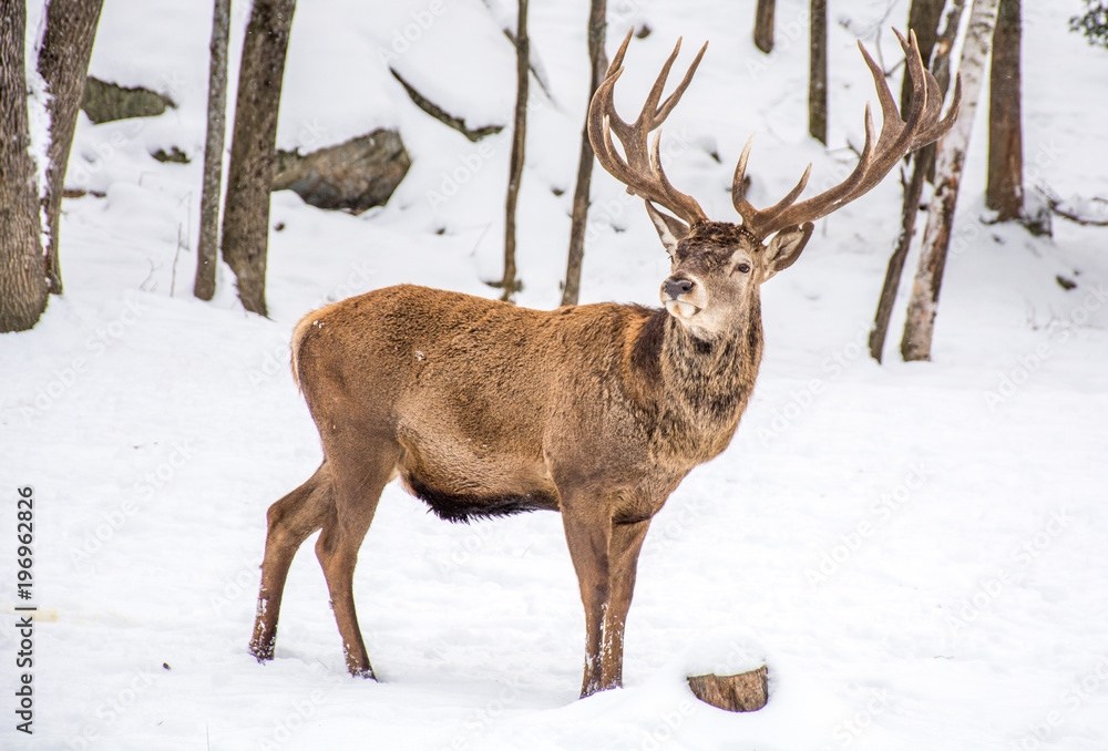 Male Deer Woundering Which Way to Go. Male Deer Woundering Which Way to Go.