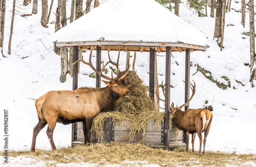 Fototapeta Naklejka Na Ścianę i Meble -  Elk Eating Hay With a Youngster.