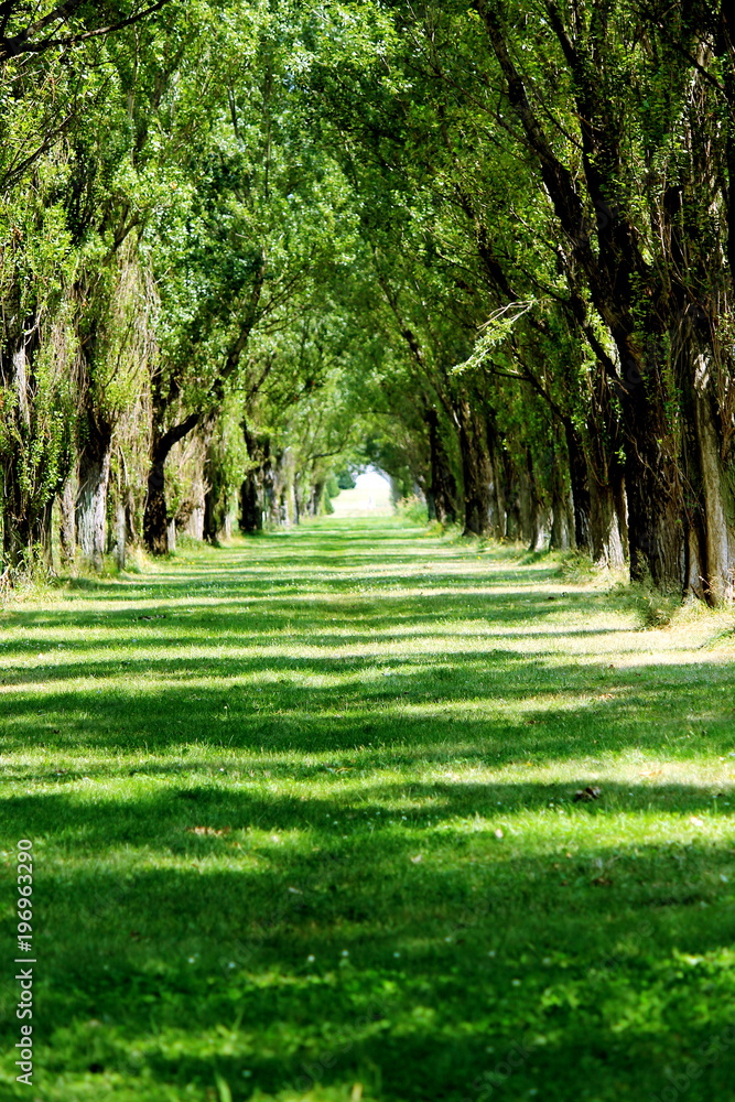 Summer scenery of Maeda forest park in Sapporo city Summer scenery of Maeda forest park in Sapporo city