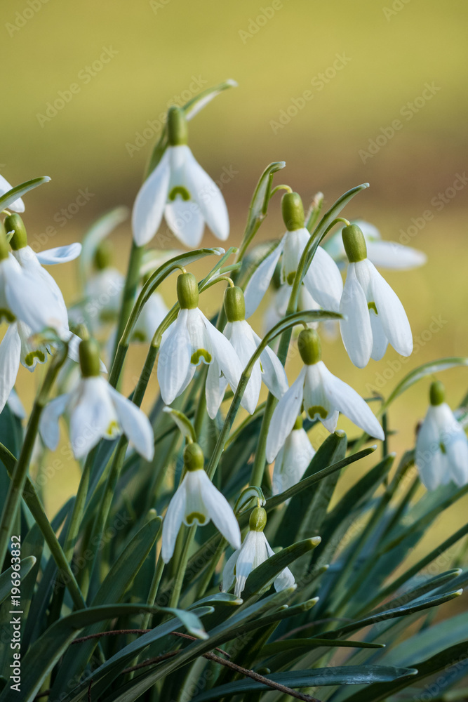 snowdrop flowers with blur background snowdrop flowers with blur background