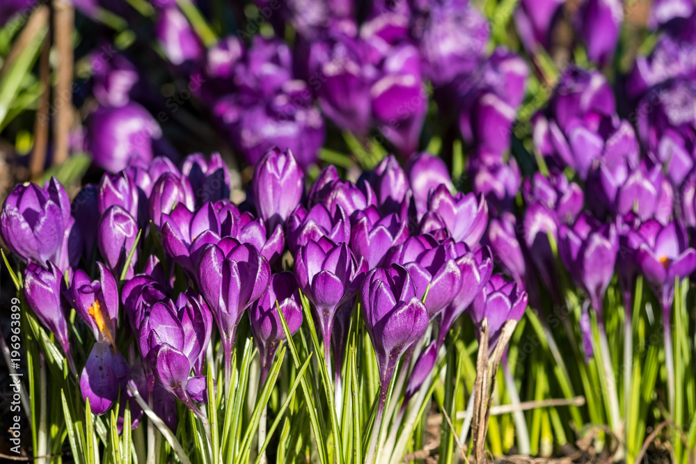 purple crocus flower field under the sun purple crocus flower field under the sun