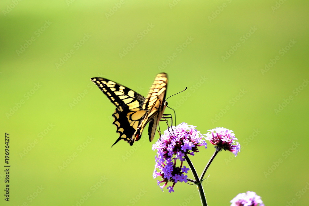 Flower and butterfly Flower and butterfly