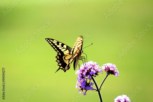 Flower and butterfly © tasch