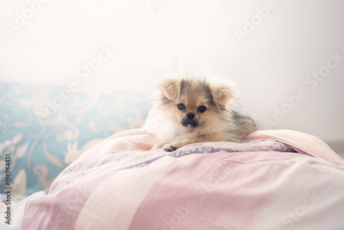 Cute puppies Pomeranian Mixed breed Pekingese of dog © wirakorn