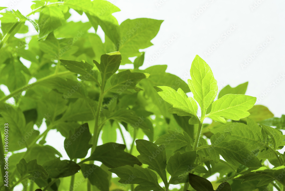 Tomato plants Tomato plants