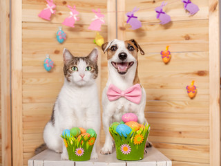 Dog and cat. Easter