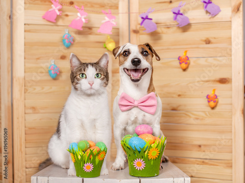 Dog and cat. Easter