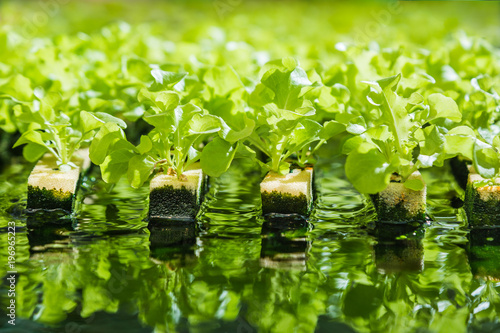 Young vegetables growing on water tray in control system, hydroponics photo