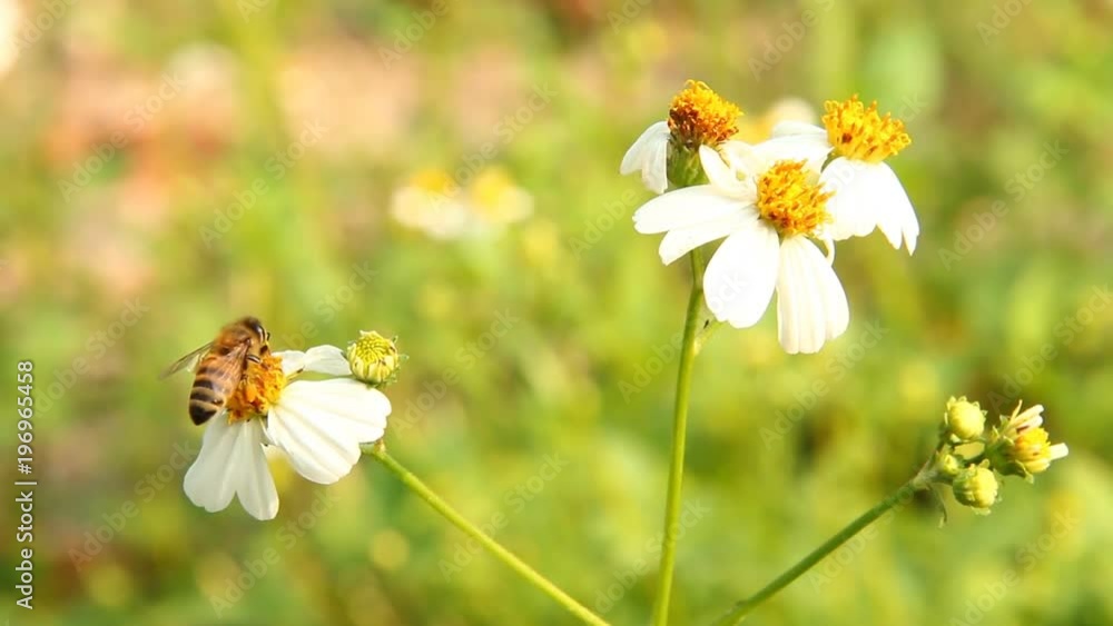 Grass flowers with bee in the field Grass flowers with bee in the field