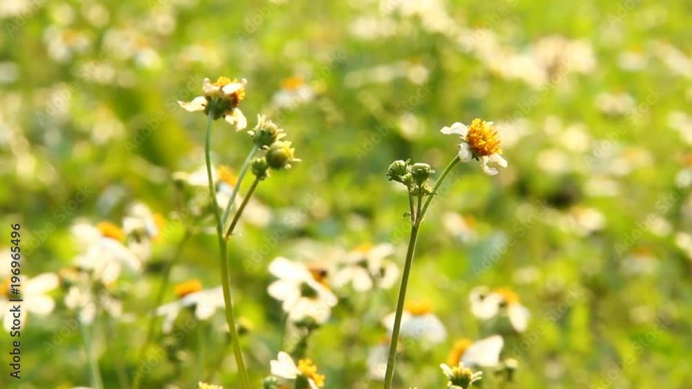 Grass flowers in the field Grass flowers in the field
