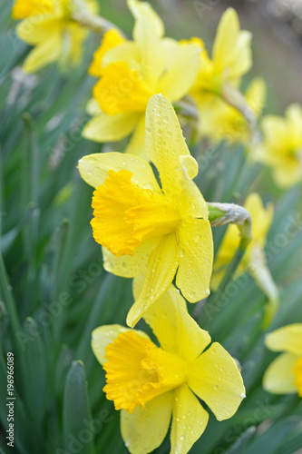 Fototapeta Naklejka Na Ścianę i Meble -  spring flowering narcissus / photography with scene flowering in garden spring narcissus