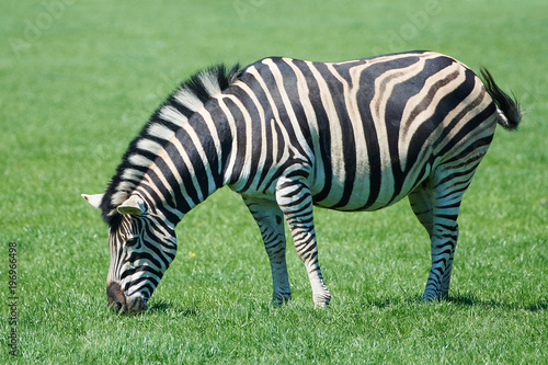 Plains Zebra  Equus burchelli chapmani 
