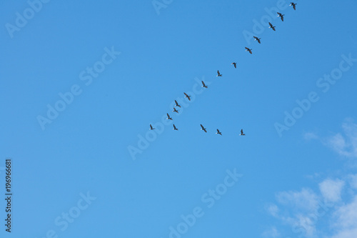 Migratory birds return to Lake Baikal in the spring sunny day. Wedge against the blue sky