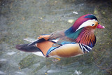 Утка -мандаринка ( Mandarin Duck).