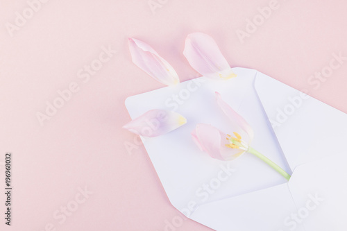 Pink tulip with petals in opened paper envelope