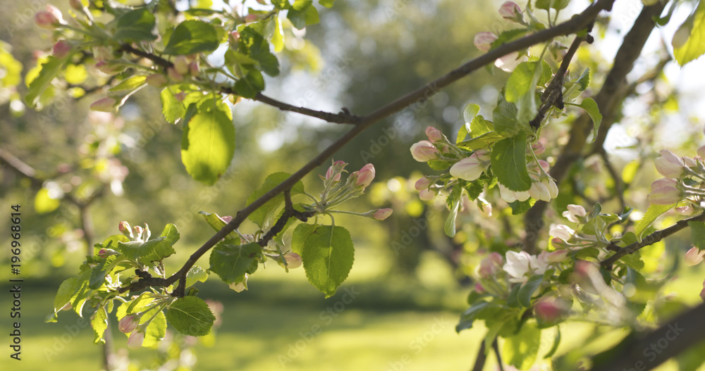 blossoming apple tree in a garden on a warm summer day