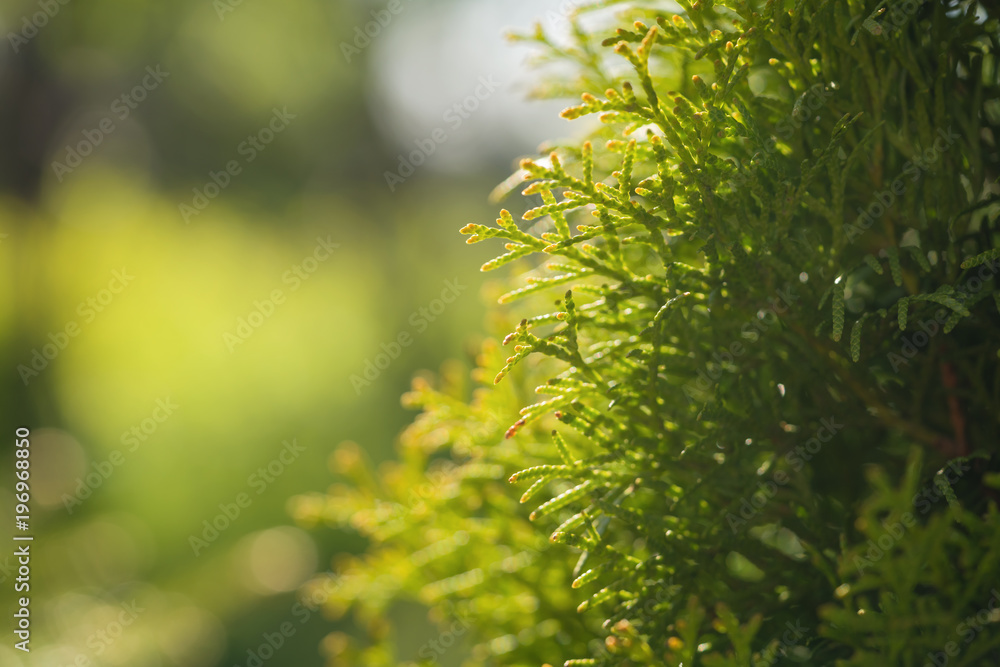 thuja leaves on a sunny day closeup