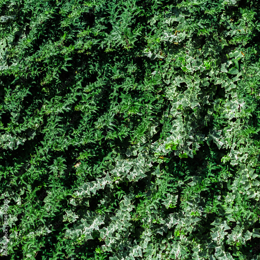 green foliage natural backdrop square image green foliage natural backdrop square image