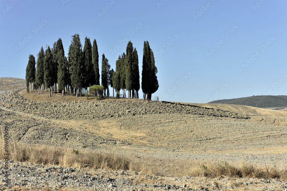 Landschaft mit Zypressen, südlich von Siena, Toscana, Italien, Europa