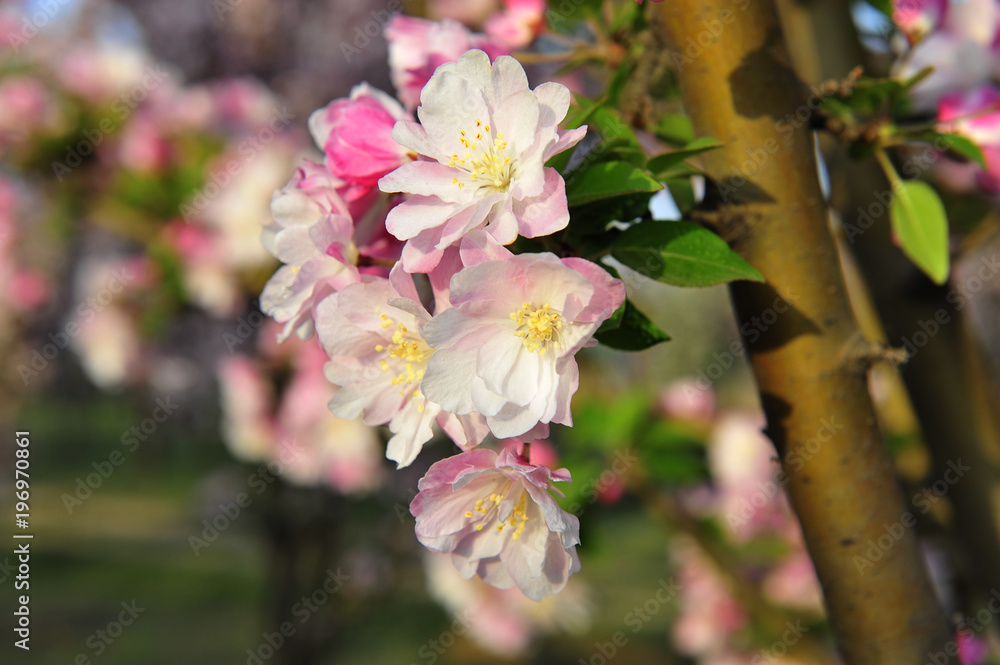 Obraz premium Chinese flowering crab-apple blooming