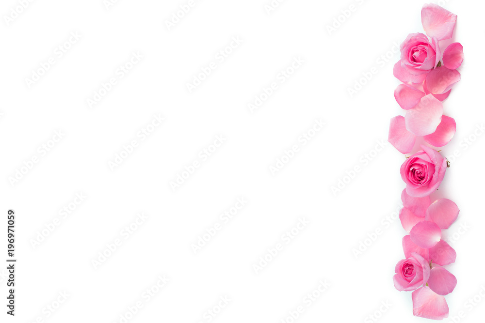 Pink roses  on white background isolated