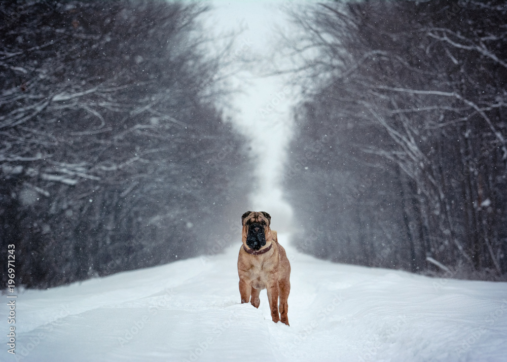 Shar Pei stand  in a winter forest  
