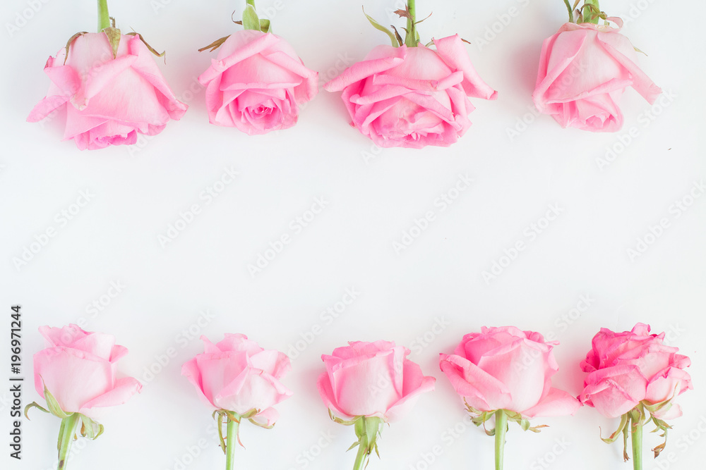 Pink roses  on white background