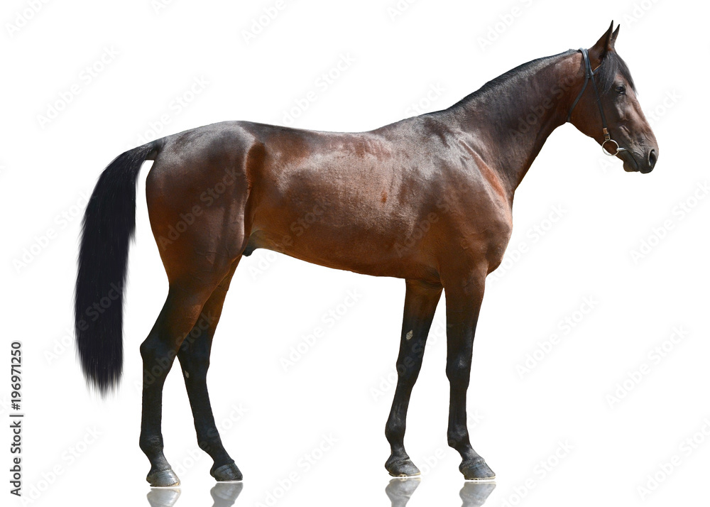 Obraz premium Brązowy potężny koń sportowy stojący na białym tle. widok z boku