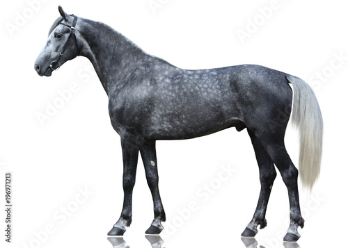 The beautiful gray sport horse isolated  on white background.