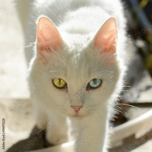 Obraz na płótnie Beautiful white Cat with Heterochromatic eyes w salonie