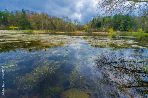 Small Lake Reflecting Sky in Grassy Forest