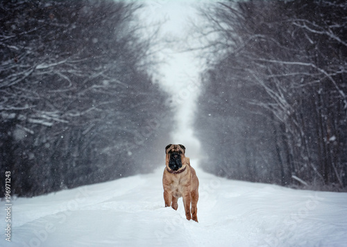 Shar Pei stand in a winter forest 