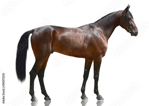 The brown powerful sport horse standing isolated on white background. side view