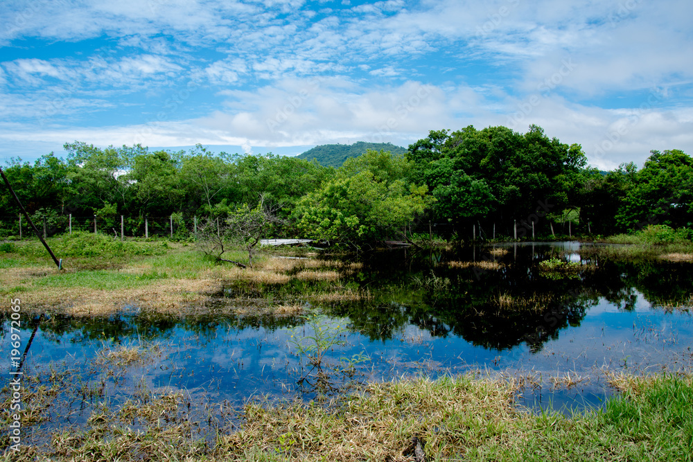Landscape with trees, lake, and some reflection on the swamp Landscape with trees, lake, and some reflection on the swamp