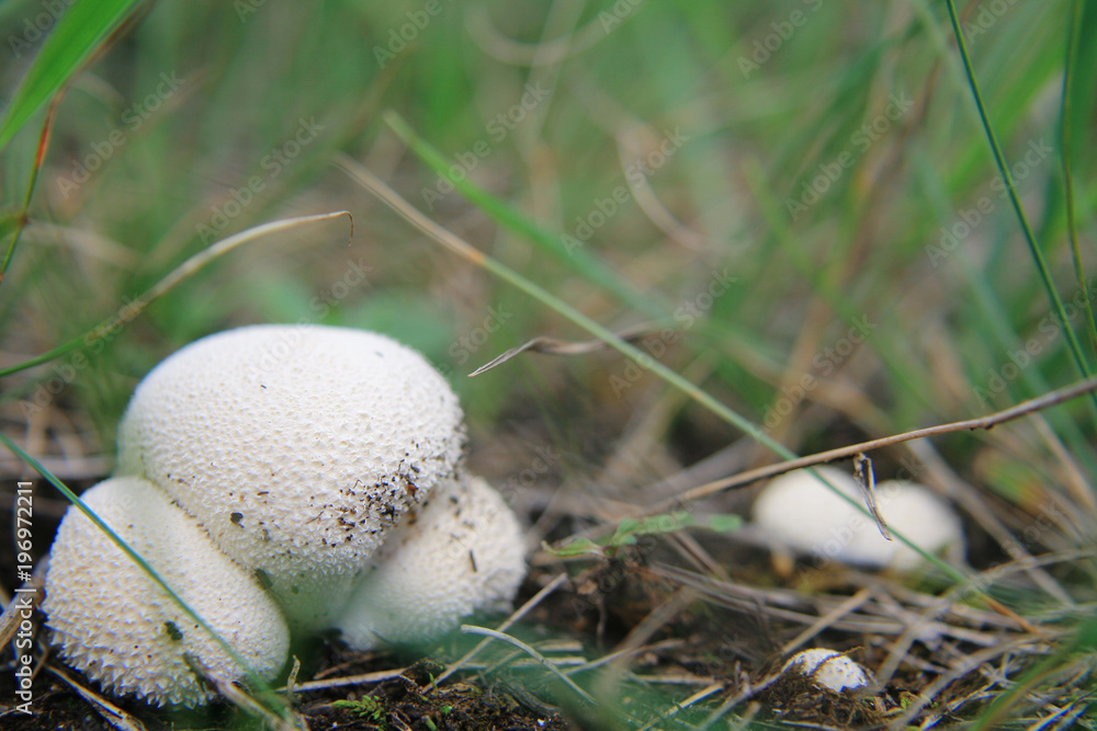 fungus calvatia in the field fungus calvatia in the field