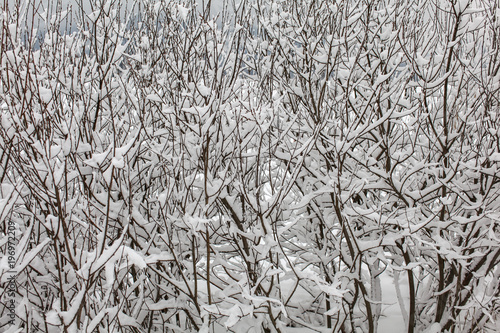 Quadro em tela Thin dense tree branches covered with snow on overcast day.