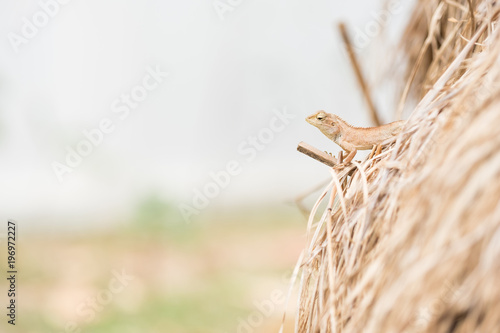Straw. Tree lizard on dry straw.