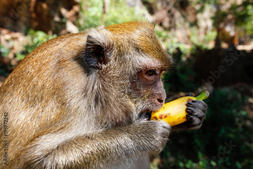Detail on head of long-tailed macaque monkey (Macaca fascicularis) eating a banana from tourist. Khao Sok, Thailand